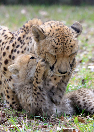 Illustration for article titled Cheetah Doubles as Mom/Jungle Gym